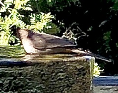 Dumetella carolinensis