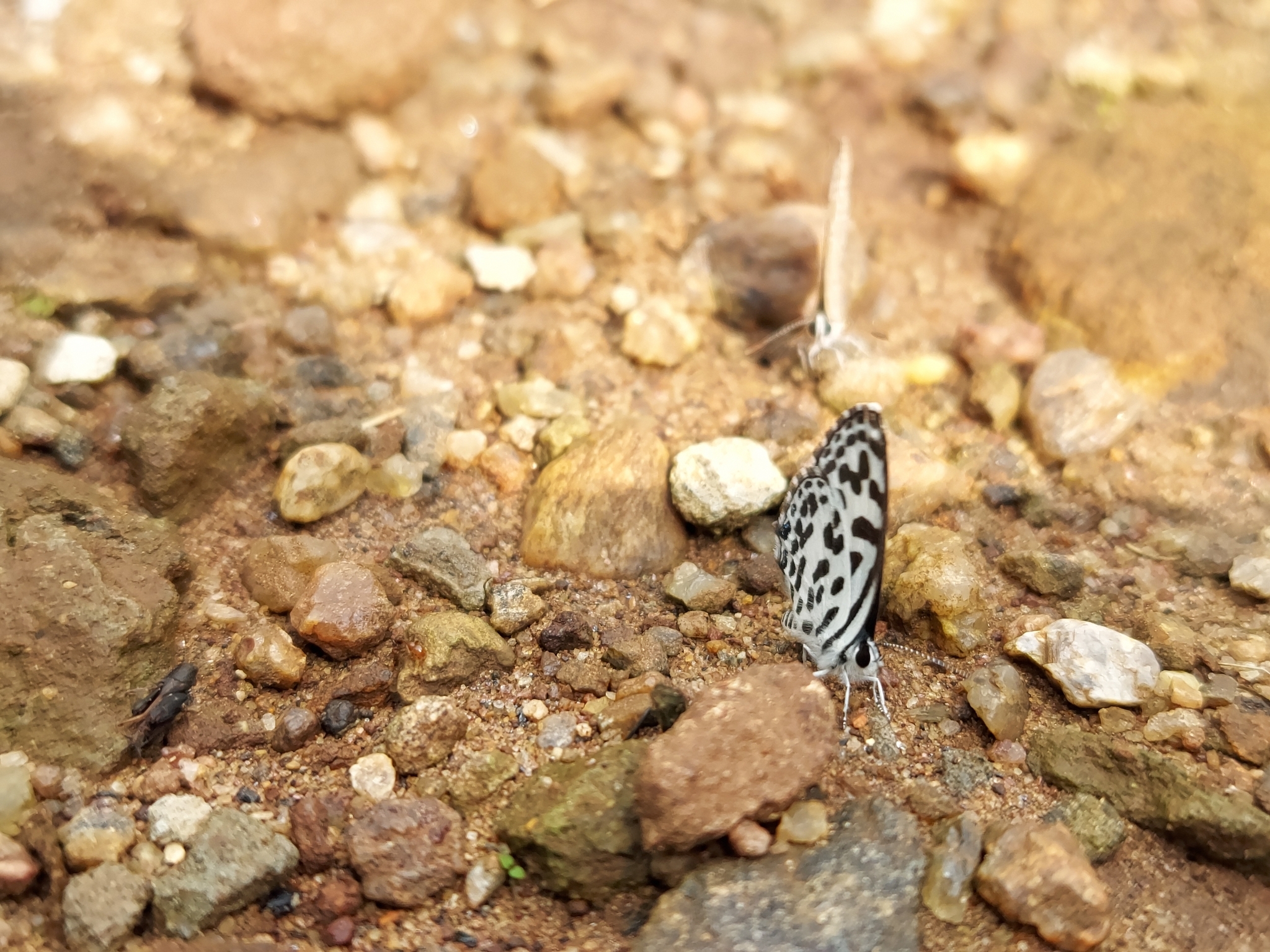 Common Pierrot