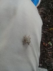 Halyomorpha halys