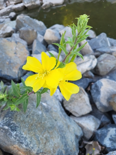 iNaturalist observation photo of tall evening primrose