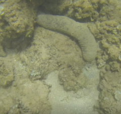 Holothuria atra