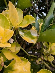 Erysiphe euonymicola