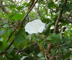 Ipomoea scopulorum