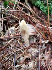 Clavariadelphus americanus