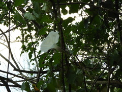 Ipomoea scopulorum
