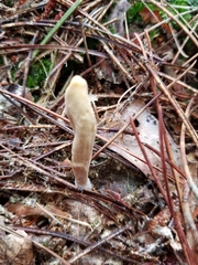 Clavariadelphus americanus