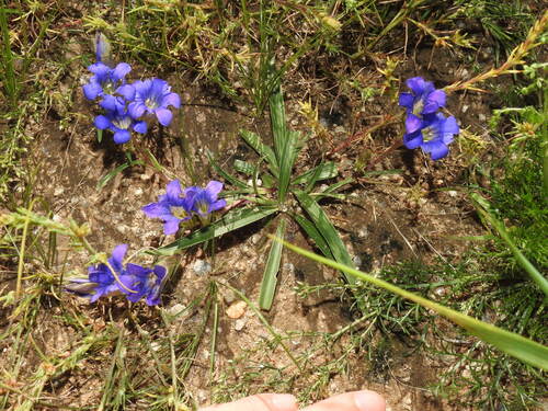 Gentiana dahurica