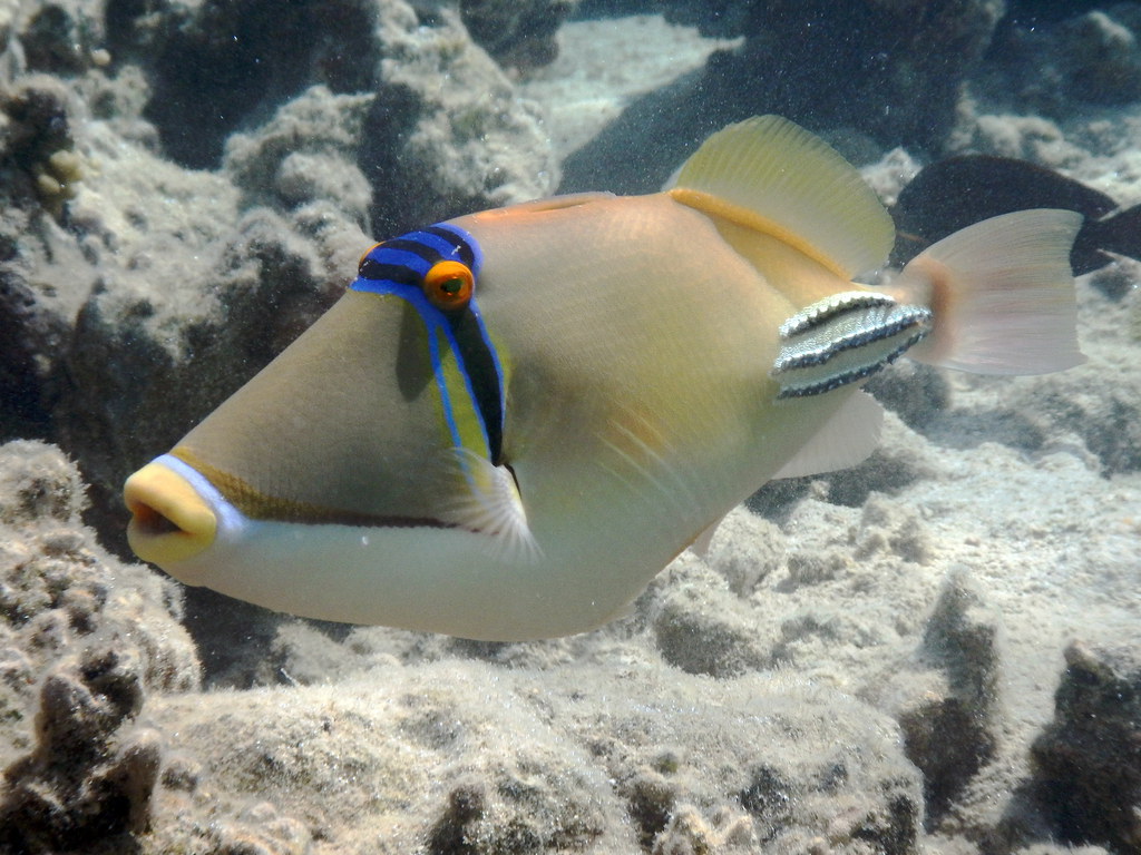 Picasso Triggerfish