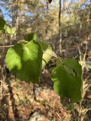 Viburnum bracteatum