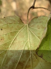 Viburnum bracteatum