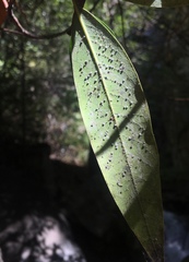 Euthoracaphis umbellulariae
