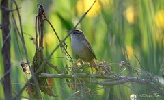 Limnoctites sulphuriferus