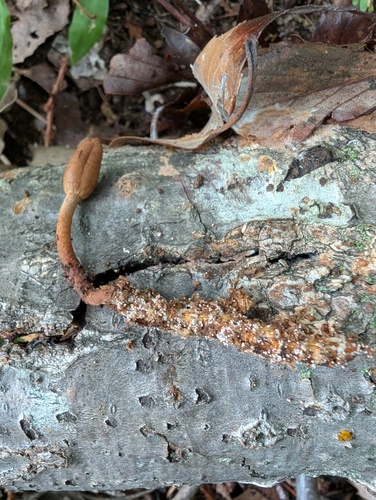 Ophiocordyceps annulata