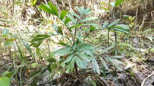 Dypsis gronophyllum image