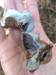 Cortinarius cyanites