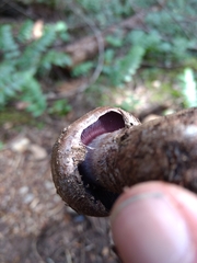 Cortinarius cyanites