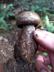 Cortinarius cyanites