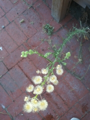 Erigeron bonariensis