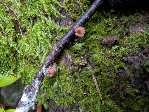 Microstoma floccosum