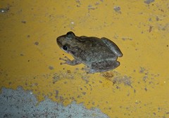 Scinax acuminatus