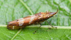 Raphirhinus phosphoreus