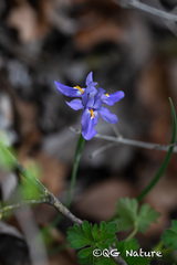 Iris collettii, photograph (c) Wang.QG, some rights reserved (CC BY)