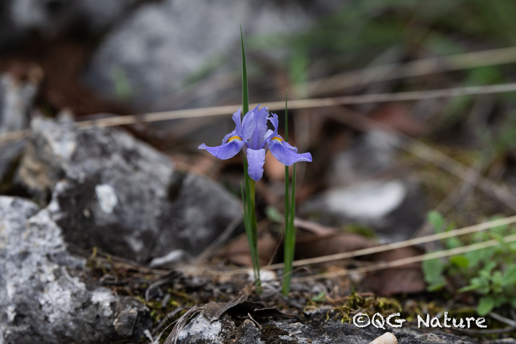 Iris collettii; photograph (c) Wang.QG, some rights reserved (CC BY)