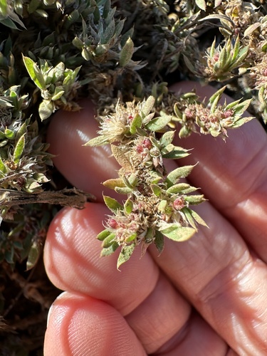 Chilean nailwort (Paronychia franciscana)