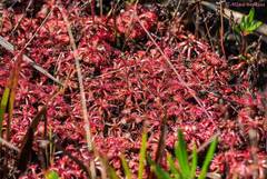 Drosera kaieteurensis