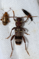 Xylotrechus colonus