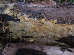 Piloderma