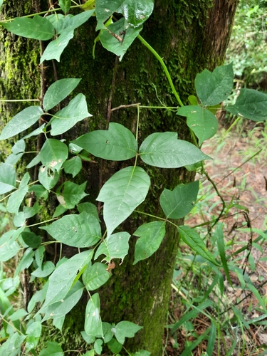 Toxicodendron radicans ssp. pubens