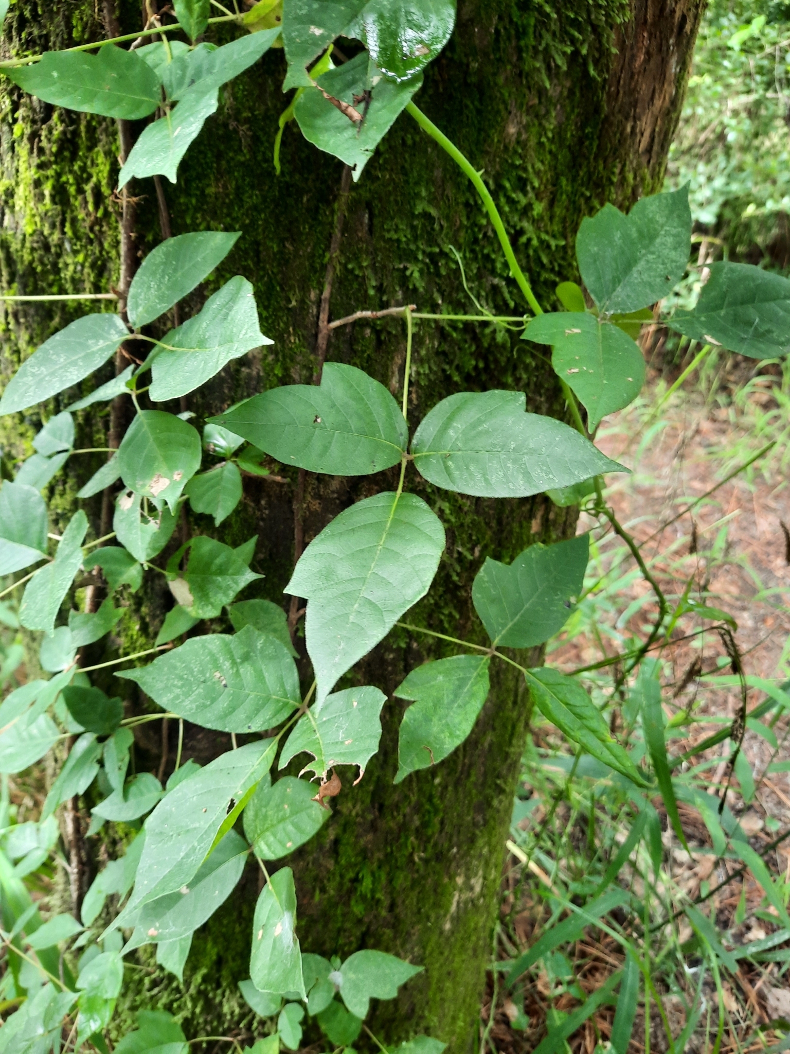 Toxicodendron radicans ssp. pubens