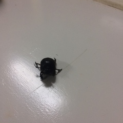 Coprophanaeus corythus