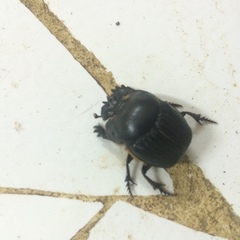 Coprophanaeus corythus