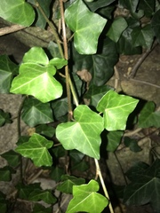 Hedera