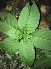 Phytolacca americana