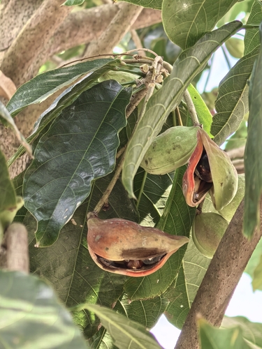 Seven Sisters' Fruit