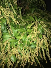 Pieris japonica