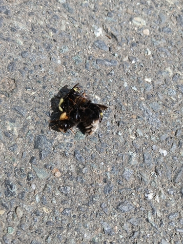 Western Bumble Bee (Bombus occidentalis), a species recorded in Montana