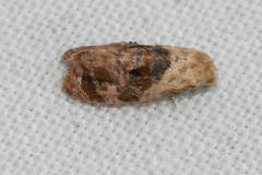 Cochylis