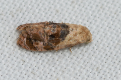 Cochylis