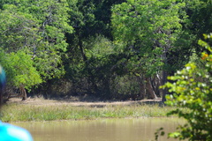 Panthera pardus kotiya