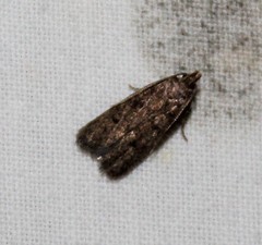 Glyphidocera juniperella