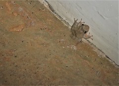 Scinax acuminatus