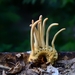 Ophiocordyceps - Photo (c) Diana Fuentes, some rights reserved (CC BY-SA), uploaded by Diana Fuentes