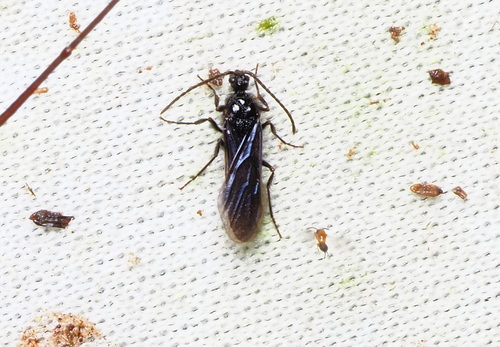 Pristomyrmex polluxPristomyrmex pollux