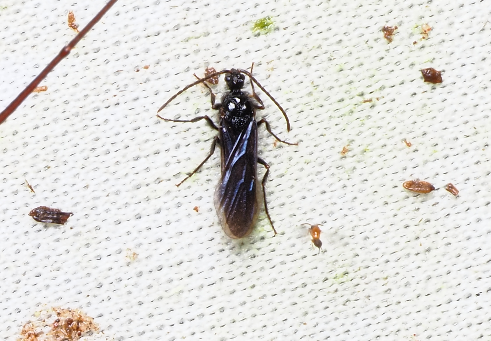 Pristomyrmex pollux