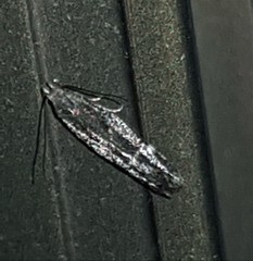 Aproaerema isoscelixantha