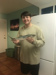 Scomberomorus maculatus